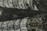Polished Fossil Orthoceras (Cephalopod) - Morocco #138397-1